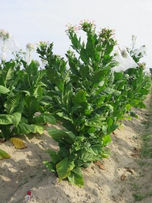 PLANT